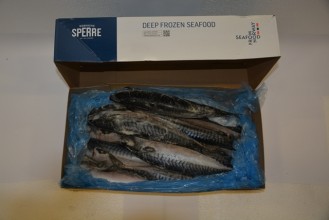 Makrela Shime saba celá (600-700g/ks)