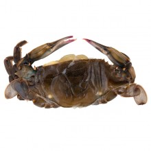 Soft Shell Crab 70g/ks Prime 1kg