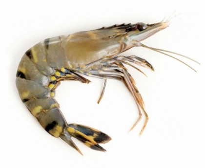 Krevety BT 21/30 celé syrové IQF 1kg