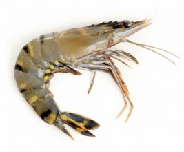 Krevety BT 21/30 celé syrové IQF 1kg