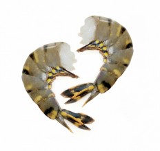 Krevety BT 8/12 bez hlavy syrové nevyloupané EZP IQF 1kg