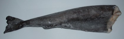 Aljašská černá treska celá bez hlavy 