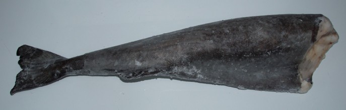 Aljašská černá treska celá bez hlavy 